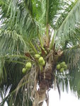 Coconut tree in Nanshan Temple