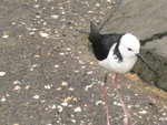IMG_0087
