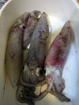 squid