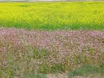DSC00545