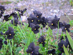 Black Flowers