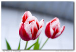 La Fleur de Printemps