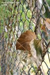 IMG_1385sn