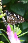 IMG_1258sn