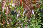 IMG_1263sn