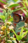 IMG_1268sn