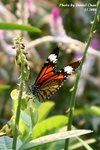 IMG_1274sn
