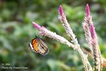 IMG_1277sn