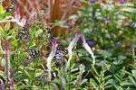 IMG_1278sn