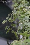 _MG_0024s