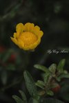_MG_0038s