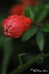 _MG_0039s