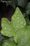 _MG_0040s