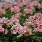 _MG_0045s