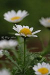 _MG_0052s