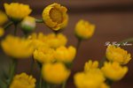 _MG_0058s