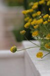 _MG_0071s