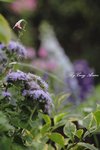 _MG_0077s