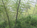 竹林！