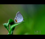 長尾藍灰蝶