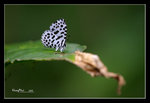 蚜灰蝶