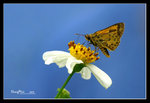 黃斑弄蝶