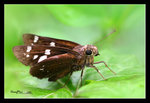 印度谷弄蝶