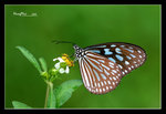 擬旖斑蝶