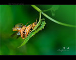星斑梳龜甲