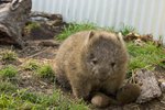 袋熊 Wombat