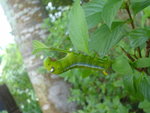 DSC03228