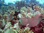 P1010175