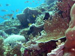 P1010195