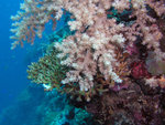 P1010236