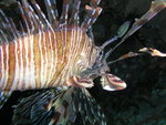 P1010275