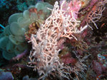 P1010334