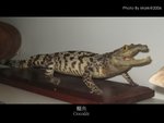 crocodile