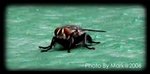 fly