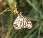 PICT0109a