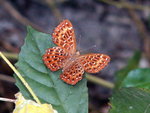 PICT0126b
