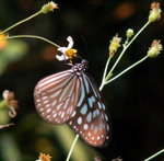 PICT0145b