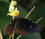PICT0156c