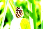 PICT0006