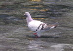 PICT0002a