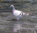 PICT0003a