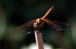 PICT0072
