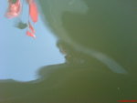 DSC00075