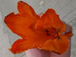 P1050566