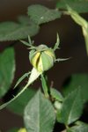 Macro