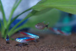 魚仔